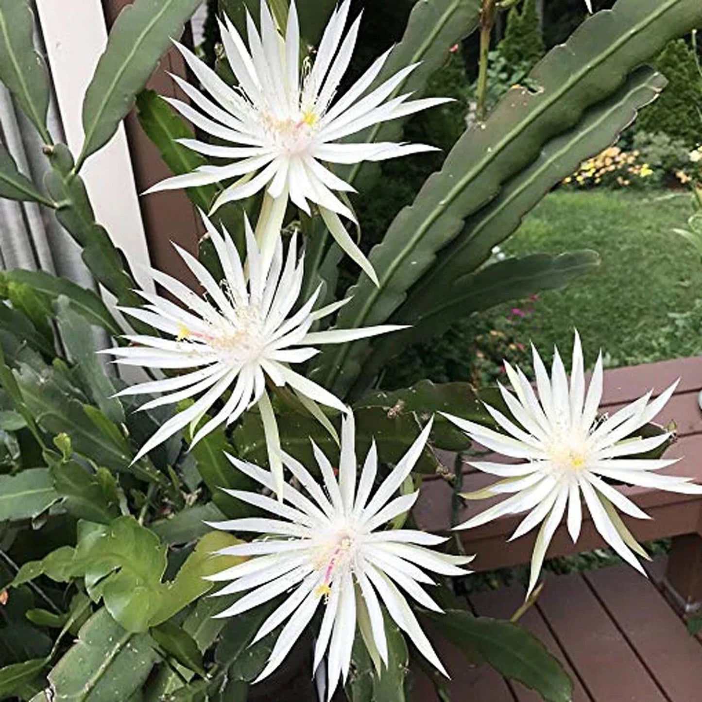 White Epiphyllum Hookeri Fragrant Orchid Cactus Cuttings – 4 Pack, Indoor/Outdoor, Drought-Tolerant, Night-Blooming, Tropical Houseplant
