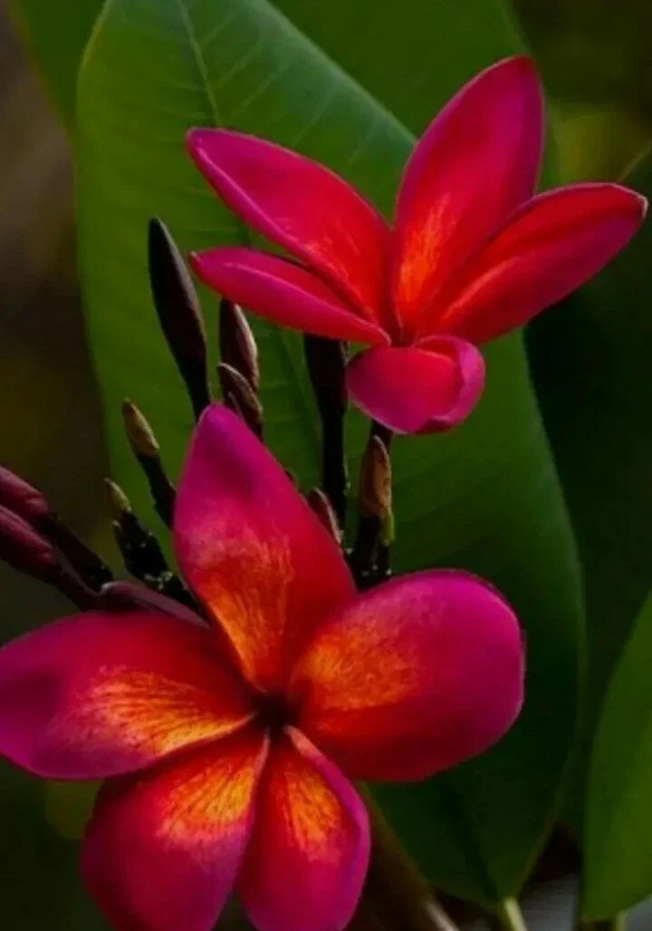 Red Root Plumeria Plant in 3-Inch Pot, Tropical Flowering Plant, Plumeria rubra, Fragrant Blooms, Indoor & Outdoor Gardening