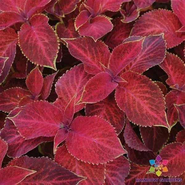 25+ Wizard Velvet Red Coleus Seeds | Coleus blumei | Colorful Garden Foliage