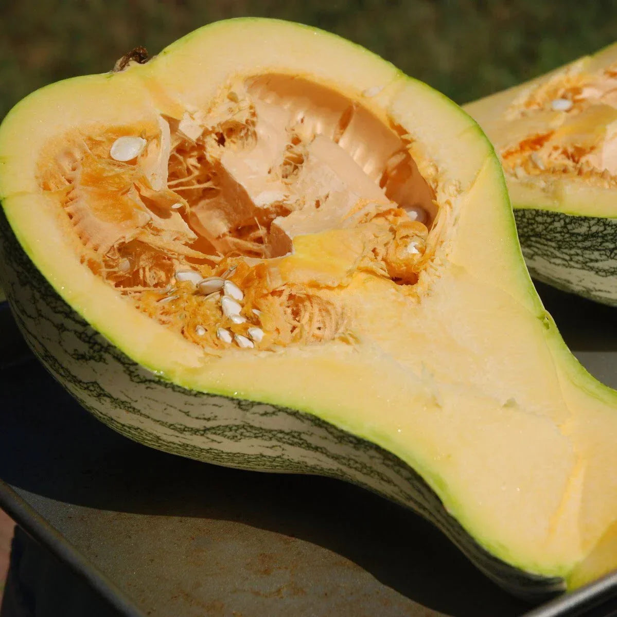 Cushew Crooked Neck Squash Seeds - 30+ Heirloom Cucurbita argyrosperma