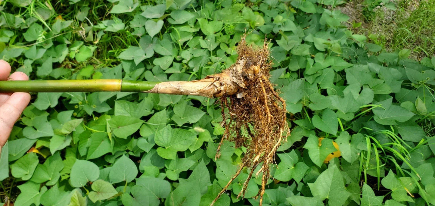 Golden Goddess Bamboo Starts – 5 Pack Bambusa Multiplex Clumping Cold Tolerant Ornamental Plant