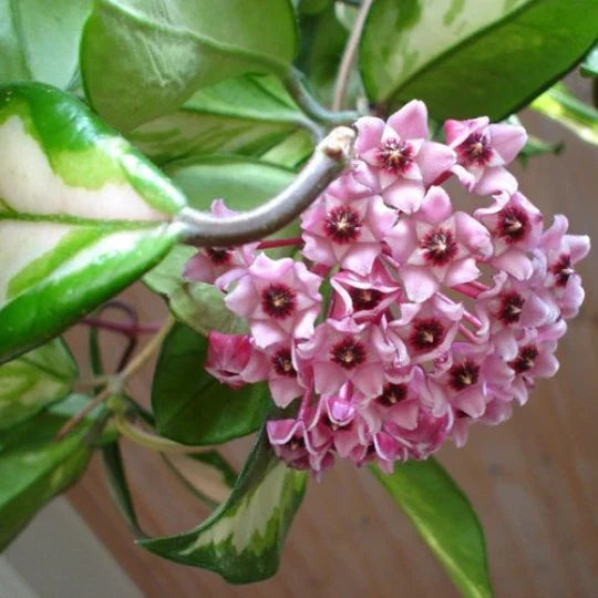 Hoya Carnosa Wax Plant - Rooted 4-Inch Pot - Variegated Cream & Green Leaves - Hoya carnosa 'Rubra' Indoor Plant