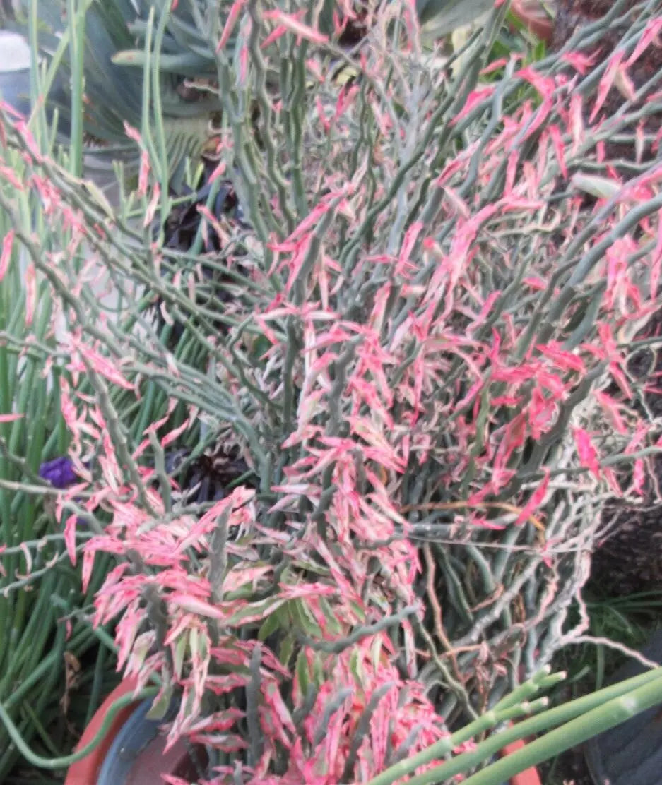 Devil's Backbone Succulent Cuttings - 20 Zig Zag Variegated Pedilanthus tithymaloides Propagation Material