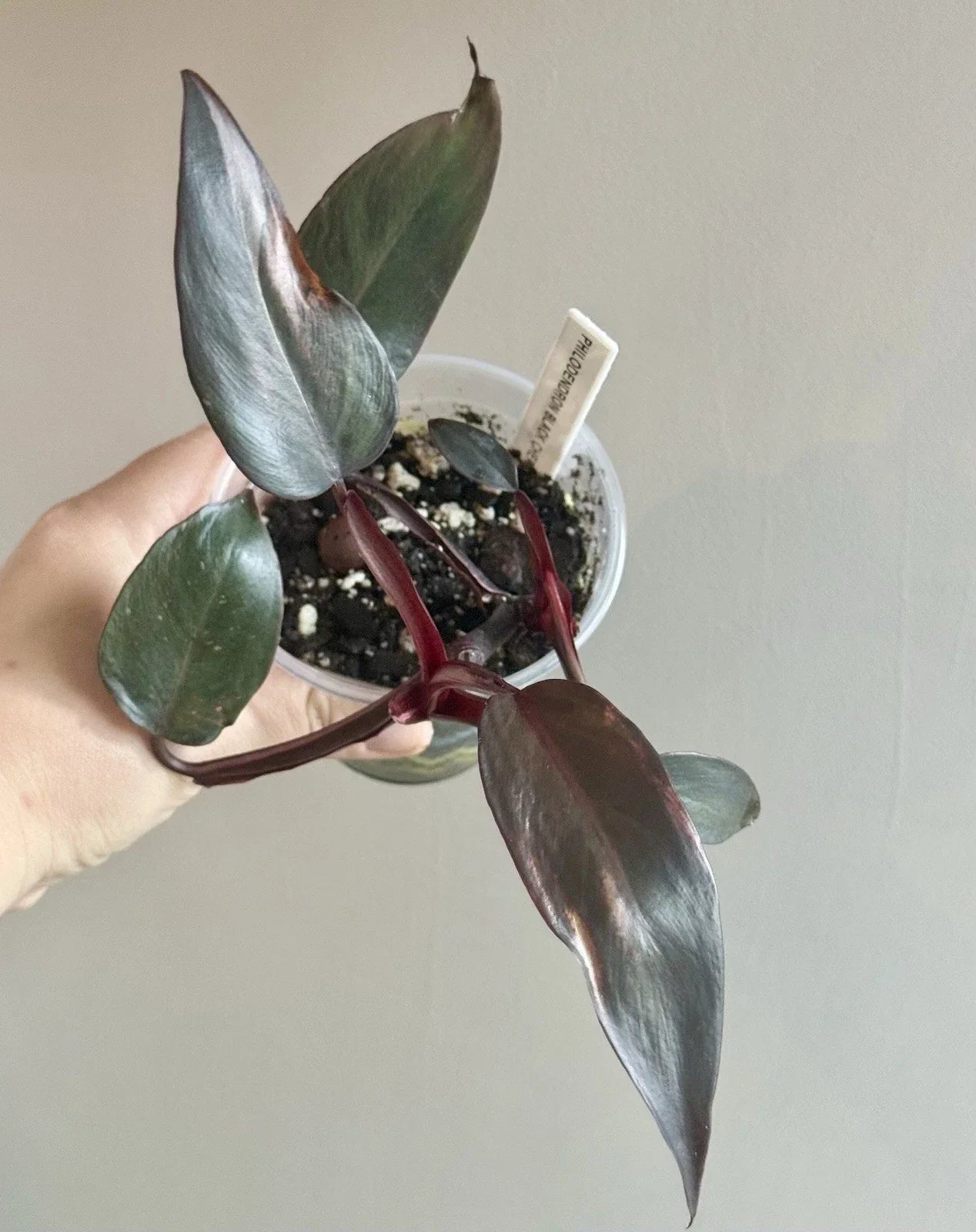 Philodendron Black Cherry Rooted Cutting - Indoor Houseplant - Dark Foliage - Philodendron 'Black Cherry'