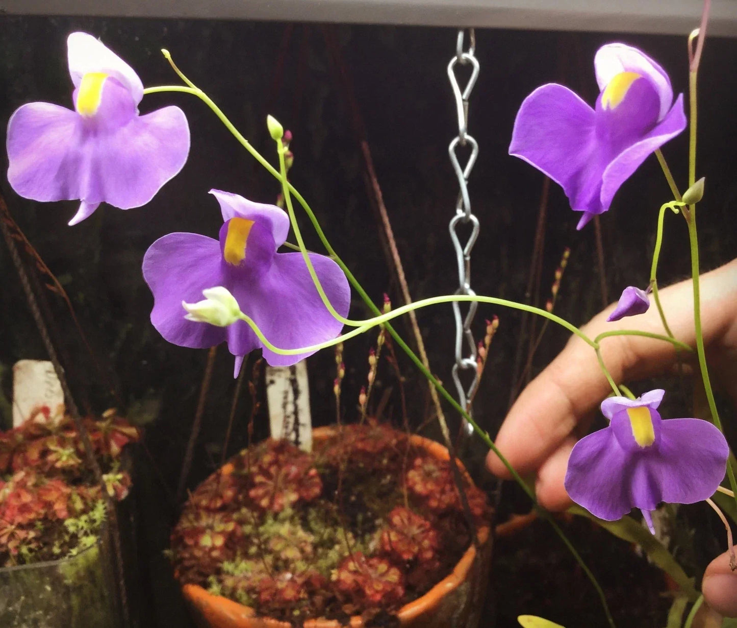 Utricularia longifolia Seeds, Tropical Carnivorous Bladderwort Plant, Aquatic Flowering Plant Seeds