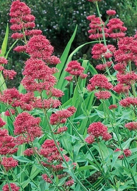 Valerian Seeds - Pink Betty Perennial Flower Seeds for Garden, Centranthus Ruber, Pink Flowers, Pollinator Attractant, 100 Seeds