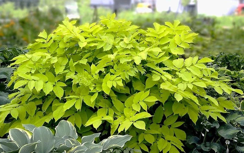 Aralia 'Sun King' Japanese Spikenard Live Starter Plant – Shade Perennial with Chartreuse Foliage, Easy to Grow, Hardy, Woodland Garden Plant