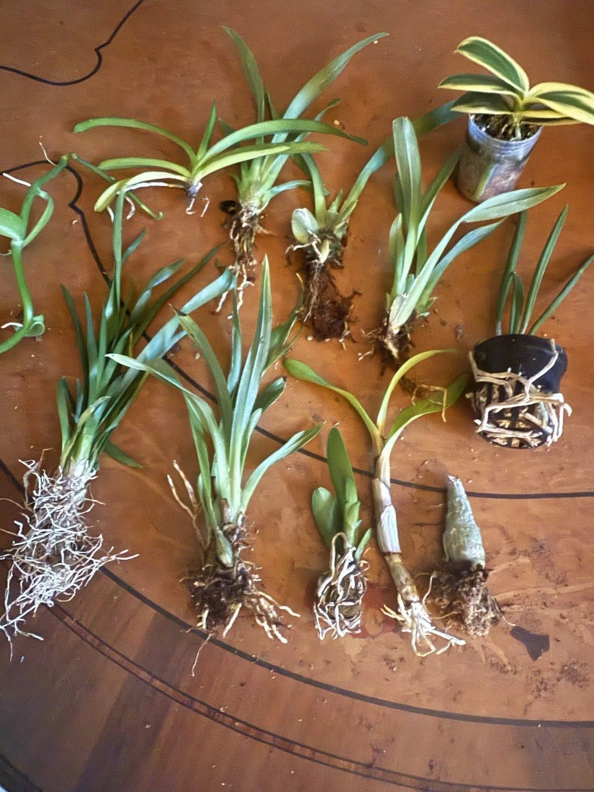12 Bare Root Orchid Plants (3โ5") | Live Orchid Starters | Assorted Varieties | Indoor Tropical Flowering Plants