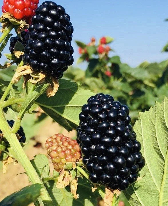 Blackberry Plants 3-Inch Pots | Sweet Juicy Fruit Bushes | Rubus fruticosus | Ready-to-Plant Live Berry Plants (2-Pack)