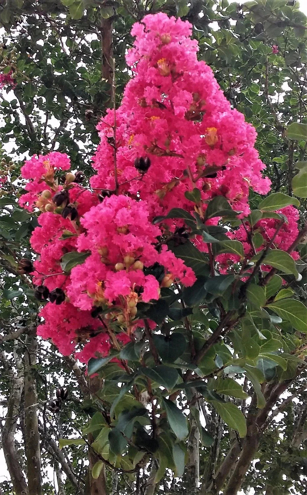 Hot Pink Crepe Myrtle Trees - Flowering Rooted Cuttings - Lagerstroemia indica - 2 Live Plants