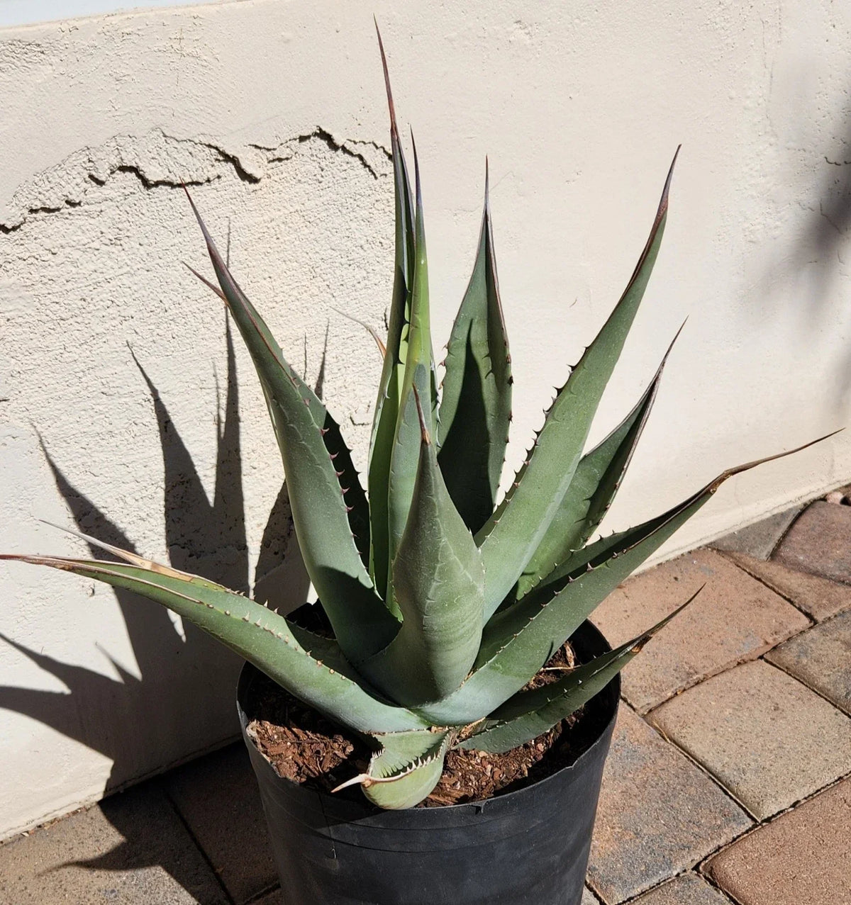 Agave Cerulata Live Rooted Plant | Baja California Succulent | Drought-Tolerant Garden Plant | Rosette-Forming Agave