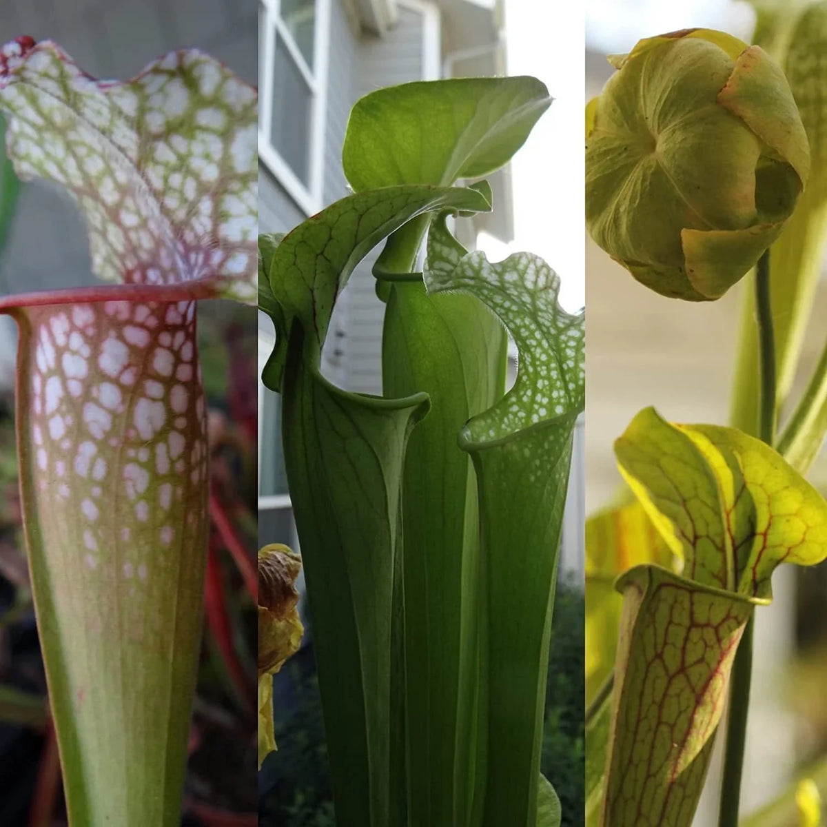 Live Carnivorous Pitcher Plant - Sarracenia Bare Root, Beginner-Friendly, Natural Pest Control, Indoor Garden Plant
