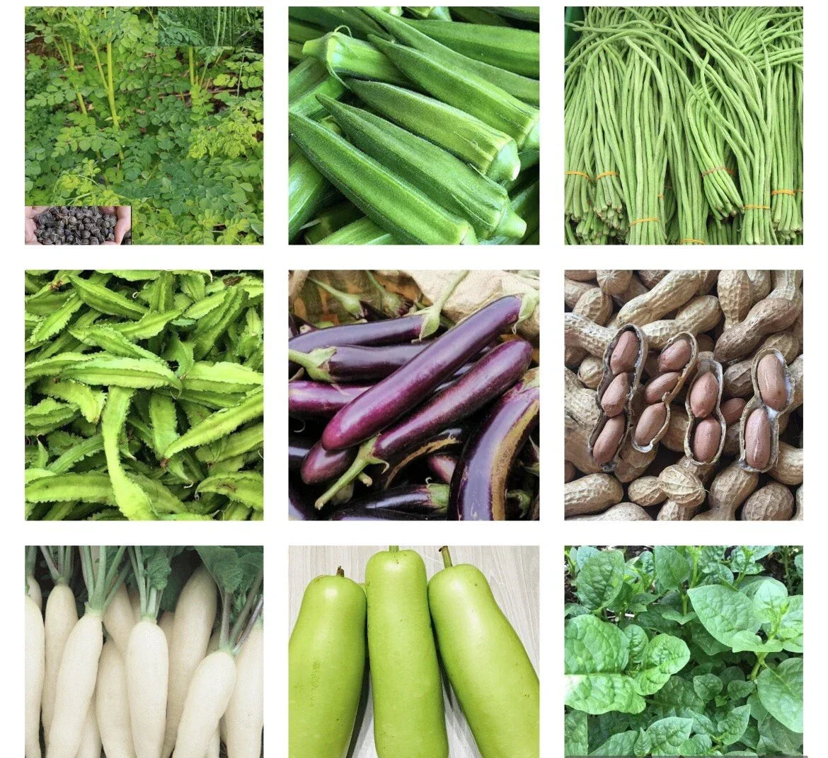 20 Variety Asian Vegetable Seed Packets - Heirloom Organic Non-GMO Seeds for Home Gardening