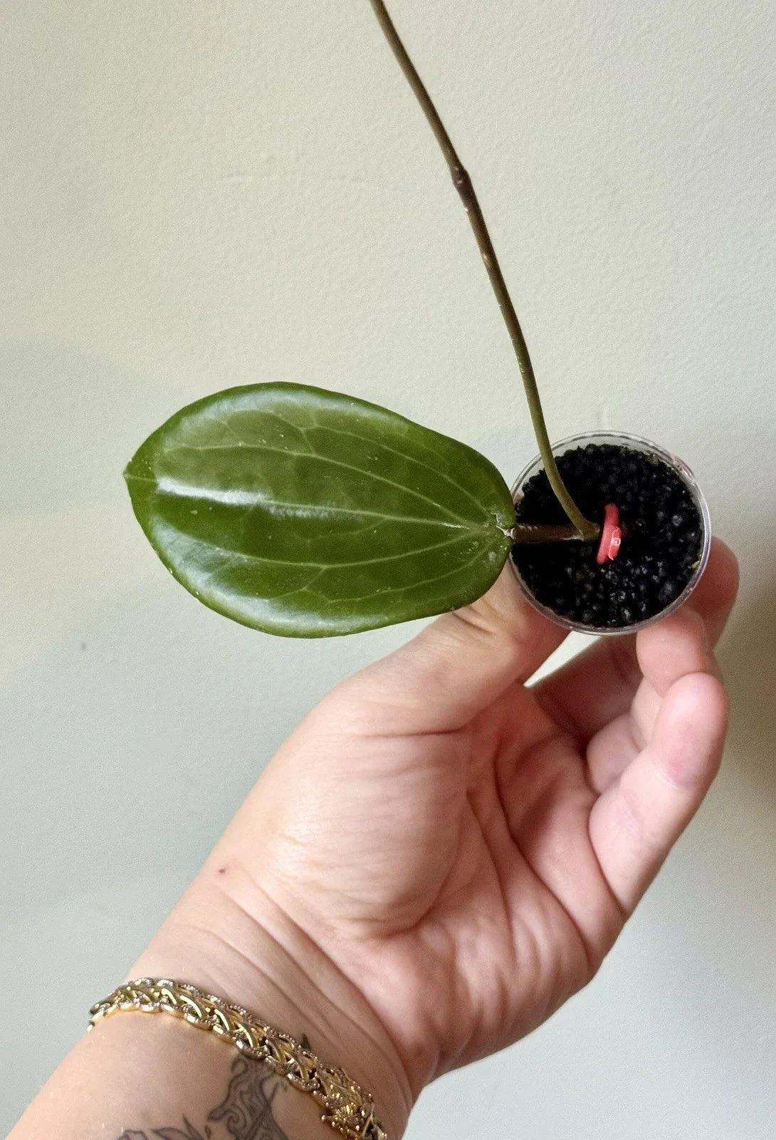 Rooted Hoya Quinquenervia Cutting - Indoor Trailing Plant, Waxy Leaves, Easy Care, Air Purifying, 4-Inch Pot