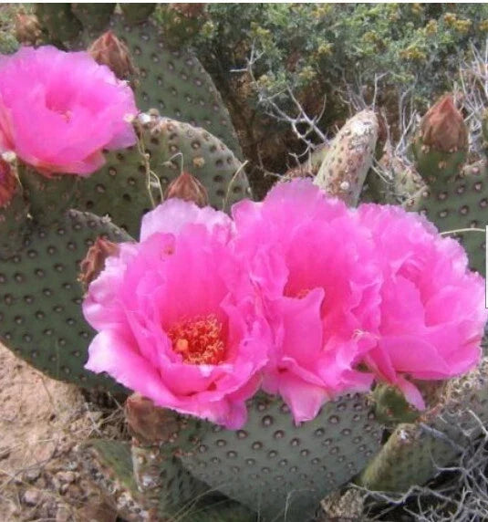 Beaver Tail Cactus Succulent Plant | Opuntia basilaris Pink Flowers | 1 Pad for Garden or Indoor Collection