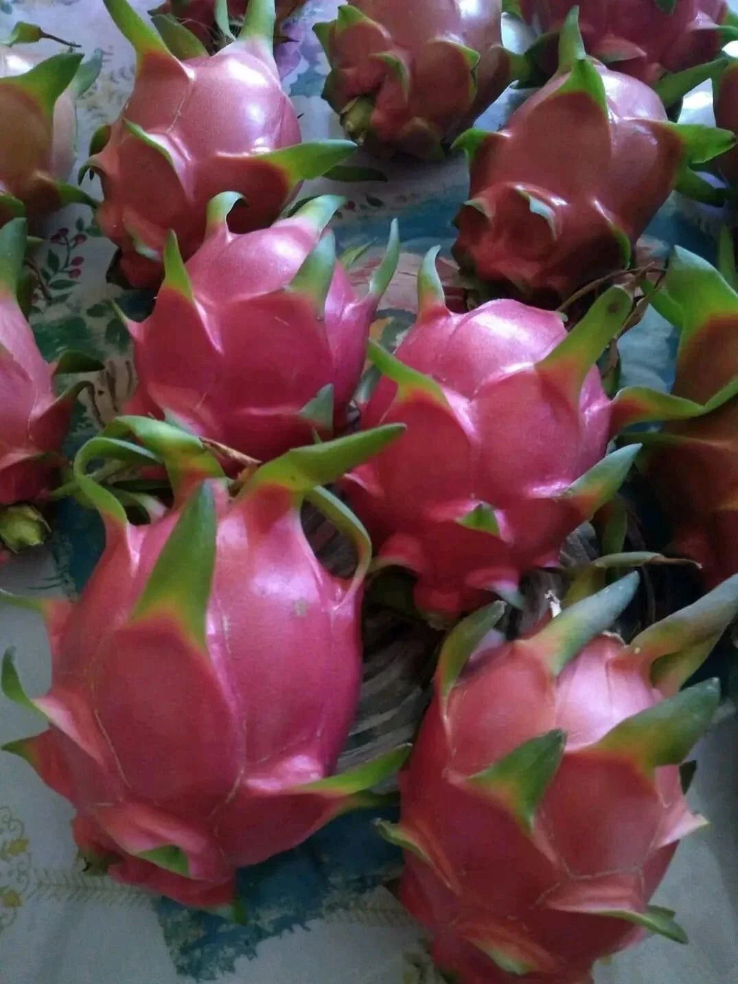 Organic Dragon Fruit Cuttings 8-12 Inches | Hylocereus Undatus | Propagation Pieces for Home Garden