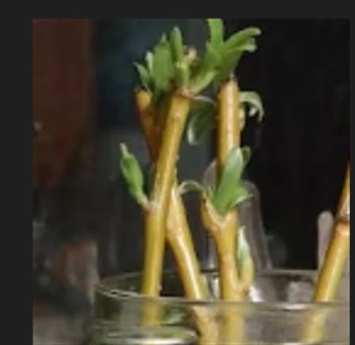 Dwarf Weeping Willow Tree Cuttings – Salix babylonica 'New Blue' – 2 Healthy Plant Cuttings for Easy Gardening