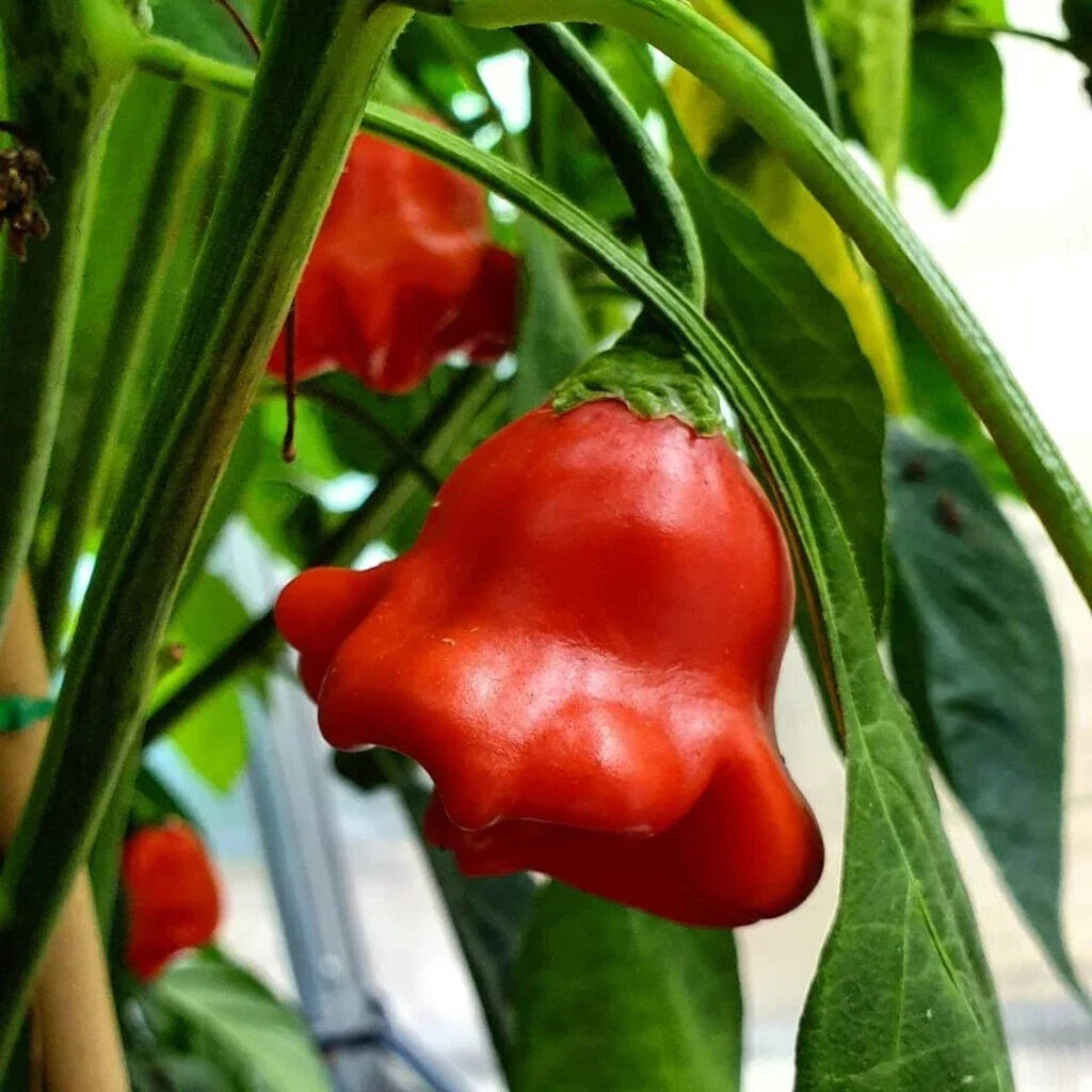 Bishop's Crown Hot Pepper Seeds - Non-GMO Capsicum Annuum Vegetable Seeds, Spicy Peppers for Salsas & Sauces, 15+ Pack