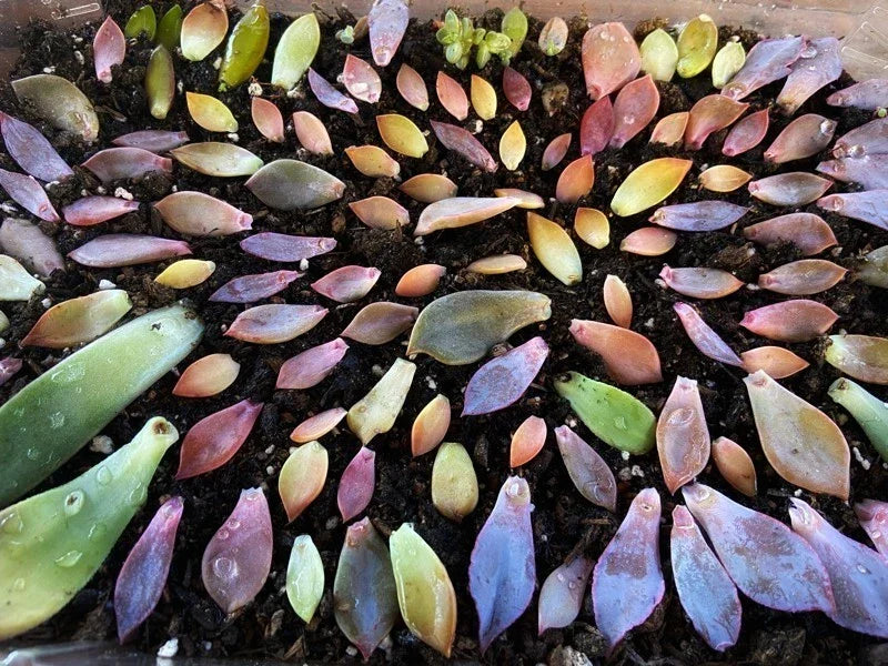 Assorted Succulent Leaves for Propagation - Variety Pack of Cuttings - Indoor & Outdoor Gardening - Free Shipping