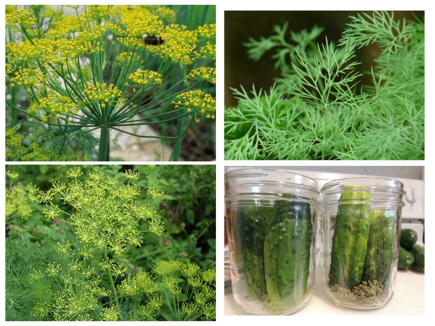 Polish Dill Seeds 300 Non-GMO Organic Heirloom Anethum graveolens Culinary Herb for Gardening