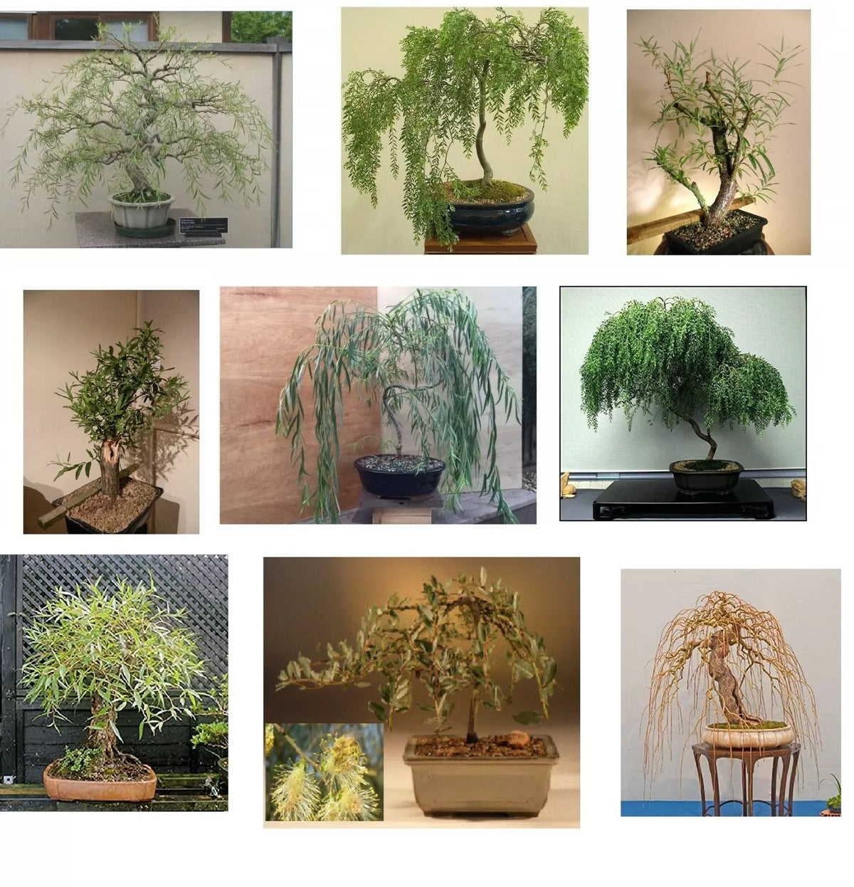 Willow Bonsai Bundle - 9 Rare Exotic Salix spp. for Bonsai Cultivation