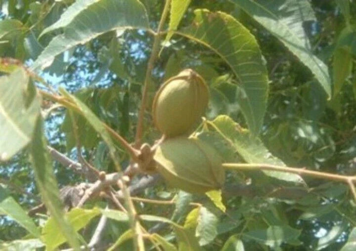 Live Pecan Tree Seedling - Rooted Nut Tree for Garden, Shade & Food - Carya illinoinensis, 8-20 Inches