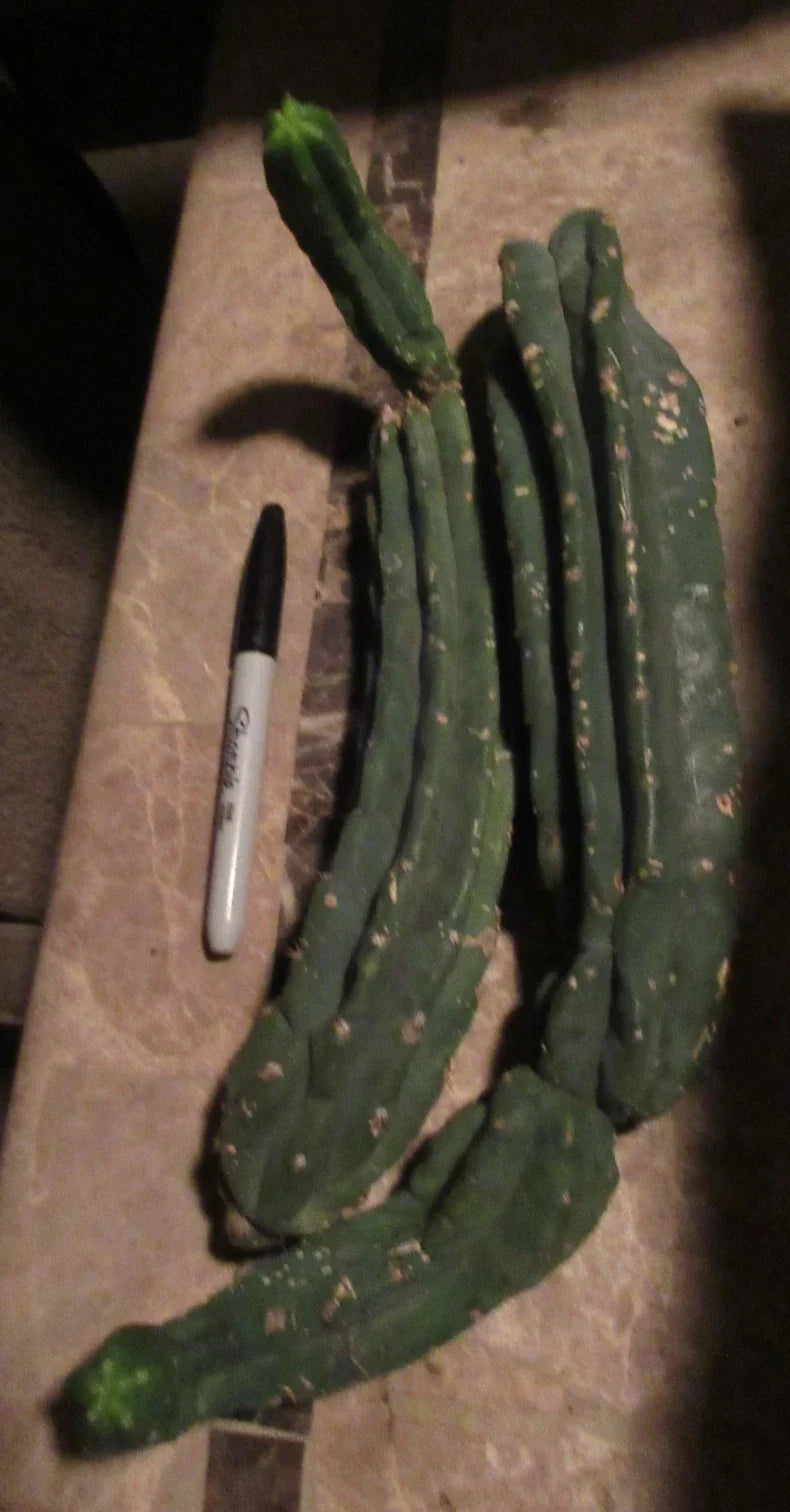 Cereus Monstrose Cactus Cuttings – 2 Long Stem Pieces – Unique Twisted Columnar Succulent – Indoor & Outdoor Garden Plant