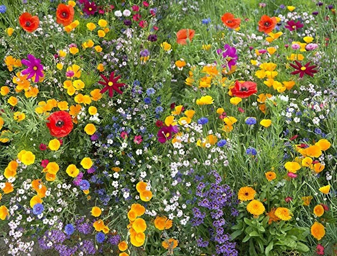 Annual Flower Mix Seeds - Colorful Wildflowers for Gardens & Landscaping - 600 Seeds, Diverse Varieties