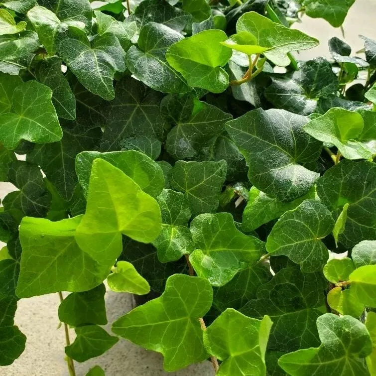 English Ivy Rooted Cuttings 4" | Hedera helix Houseplant for Indoor Gardening & Decoration