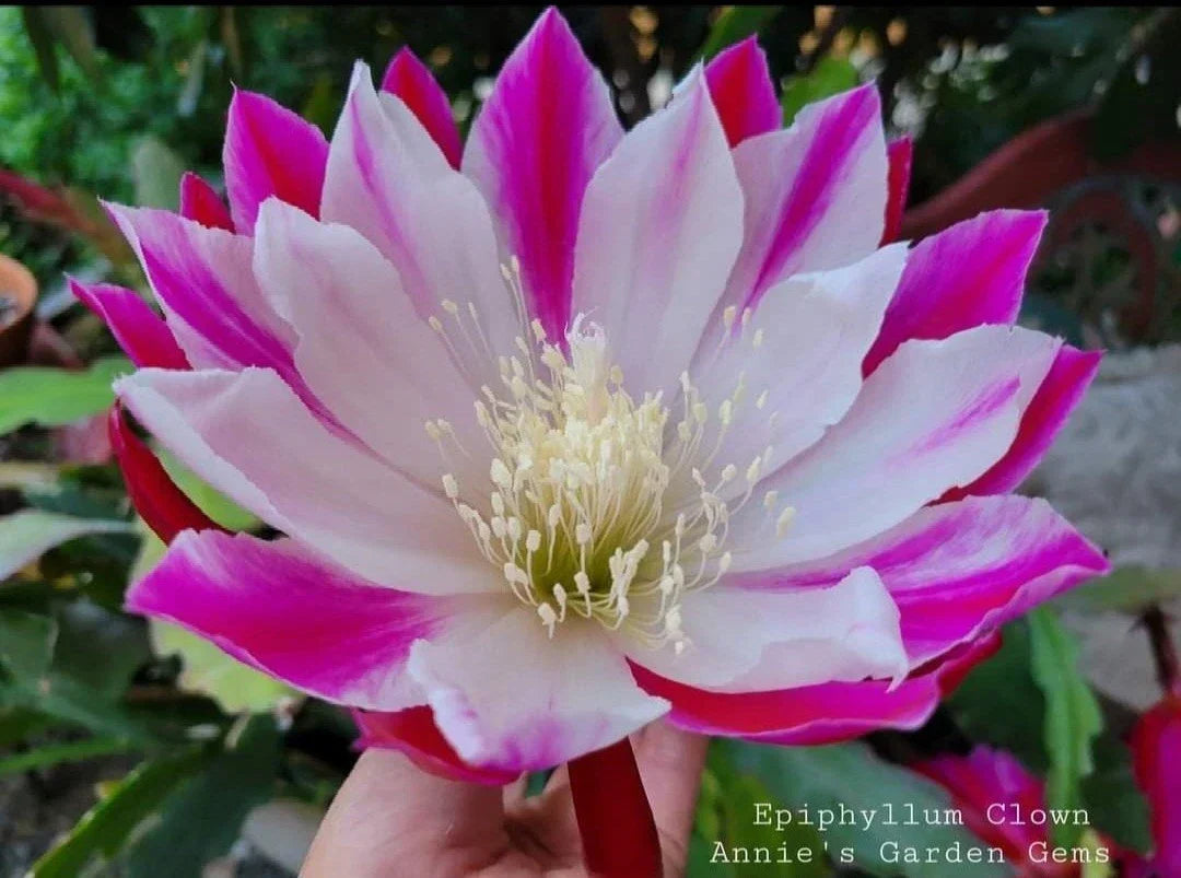 Epiphyllum Clown Unrooted Cuttings 8-10 Inches Orchid Cactus