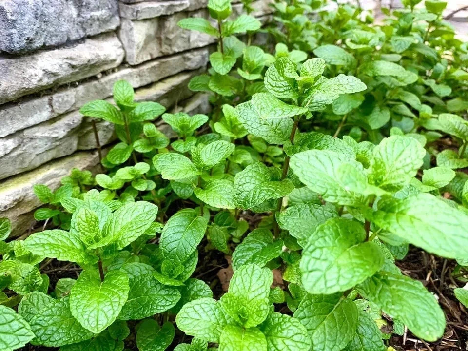 Mint Seeds - 500 Count for Culinary Use - Mentha spp. - Grown in USA 2024