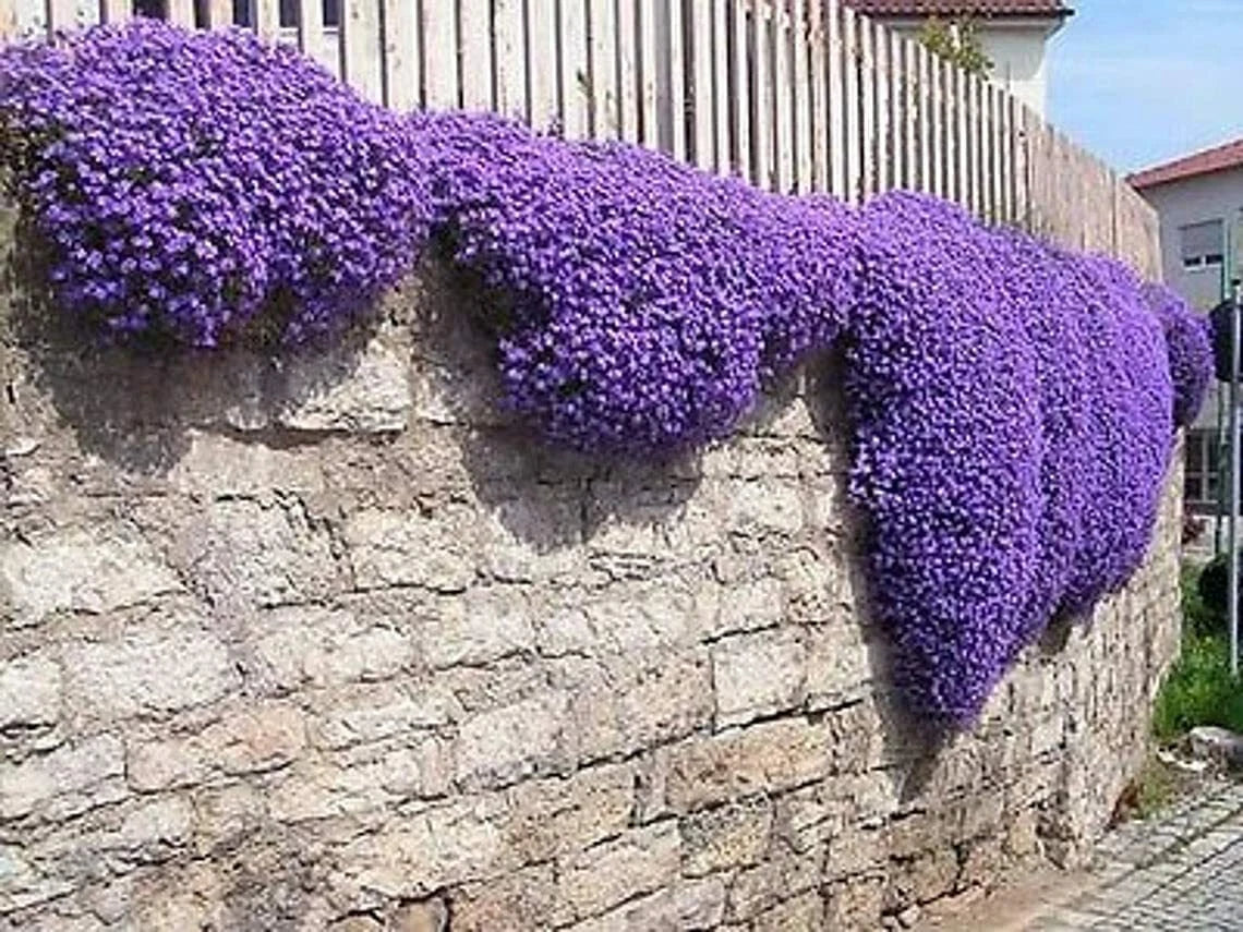 Purple Rock Cress Seeds - 250 Count - Aubrieta deltoidea - Low Growing Perennial with Vibrant Purple Flowers