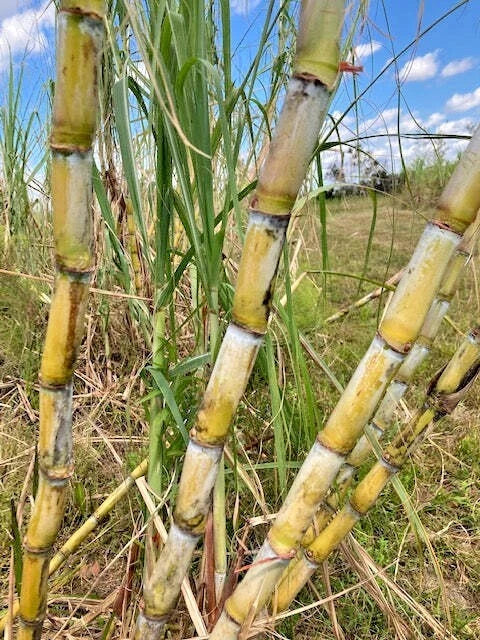 Fresh Organic Sugar Cane Cuttings - San Diego Yellow Saccharum officinarum Non-GMO Planting Stock