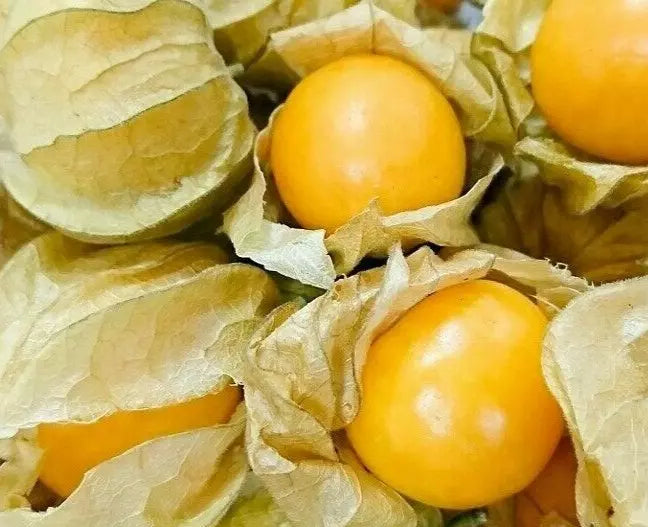 Cape Gooseberry Seeds - 100+ Large Fruit Physalis peruviana Husk Tomato Goldenberry for Home Garden