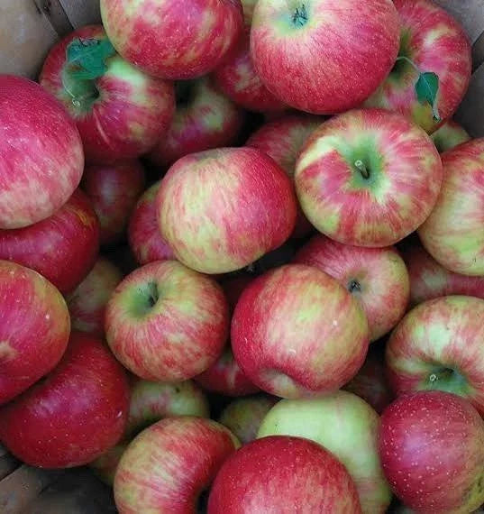 Honeycrisp Apple Tree Seedling - Bareroot Dwarf Malus domestica - Live Fruit Tree for Garden or Orchard
