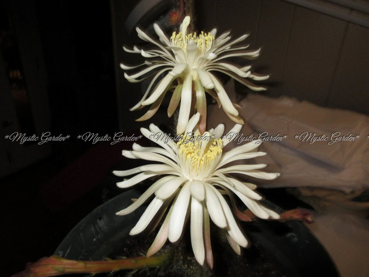 Peniocereus greggii Cactus Plant – 4 Rooted Stems – Queen of the Night Desert Cactus for Indoor & Outdoor Garden
