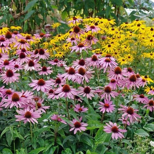 Purple Coneflower Seeds - 50 Echinacea purpurea Perennial Flower Seeds for Garden, Landscaping, Wildflower, Pollinator Attracting