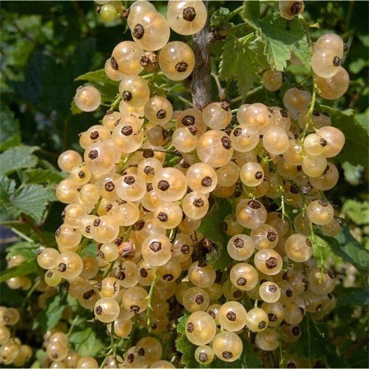 White Imperial Currant Live Rooted Starter Plant, Ribes rubrum 'Imperial White', Shrub for Zones 3-7