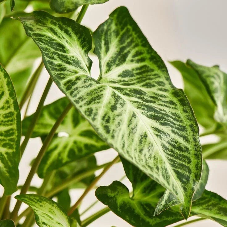 Syngonium Podophyllum White Butterfly Houseplant – 4-Inch Variegated Arrowhead Vine, Indoor Live Plant