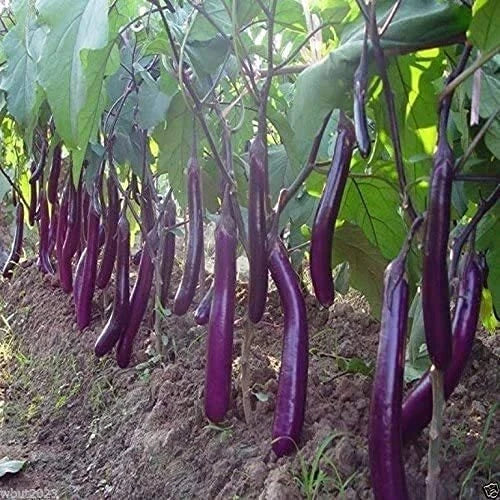 Long Purple Eggplant Seeds | 150+ Non-GMO Heirloom Seeds | Solanum melongena