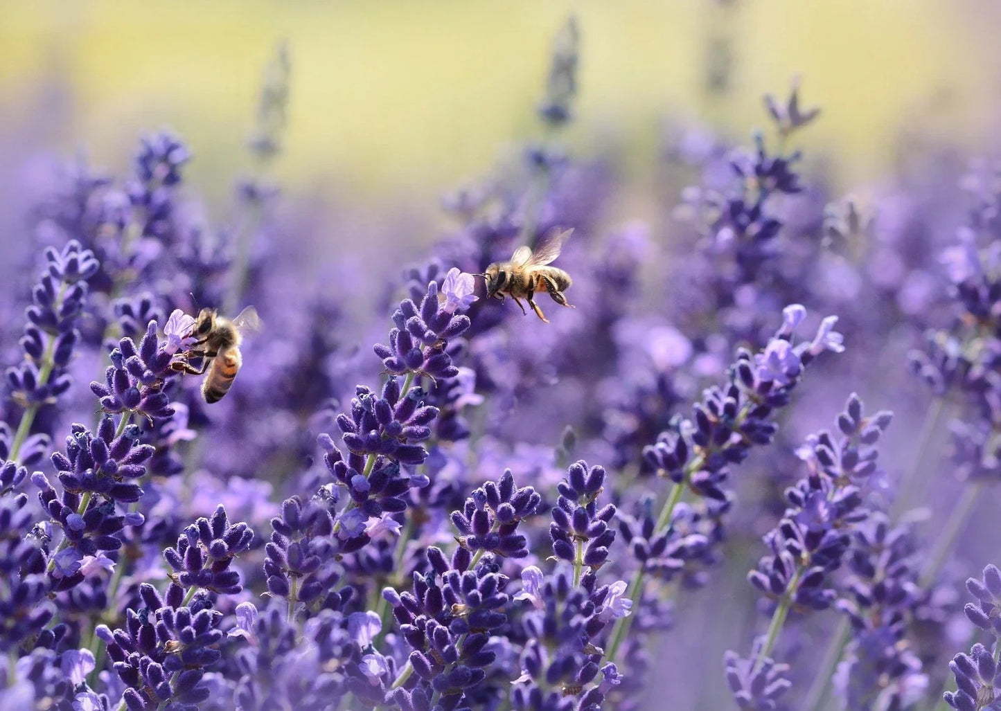 Vera English Lavender Seeds - Non-GMO, Purple Blooms, Aromatic Foliage, Lavandula angustifolia, Garden, Container, Pollinator-Friendly