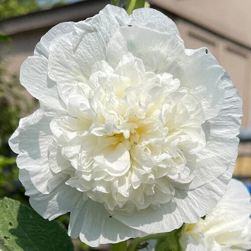 Hollyhock Seeds | Heirloom 5" Double White Flowers | Chaters Double White | Alcea rosea Perennial Seed