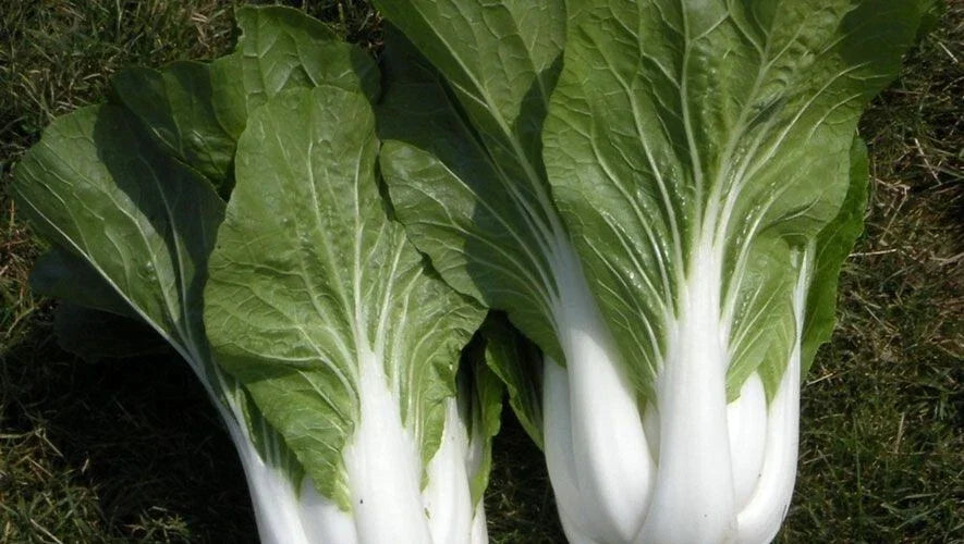 Cabbage Seeds - Pak Choi White Stem Chinese - Non-GMO, Heirloom Brassica rapa subsp. chinensis Seed Packet