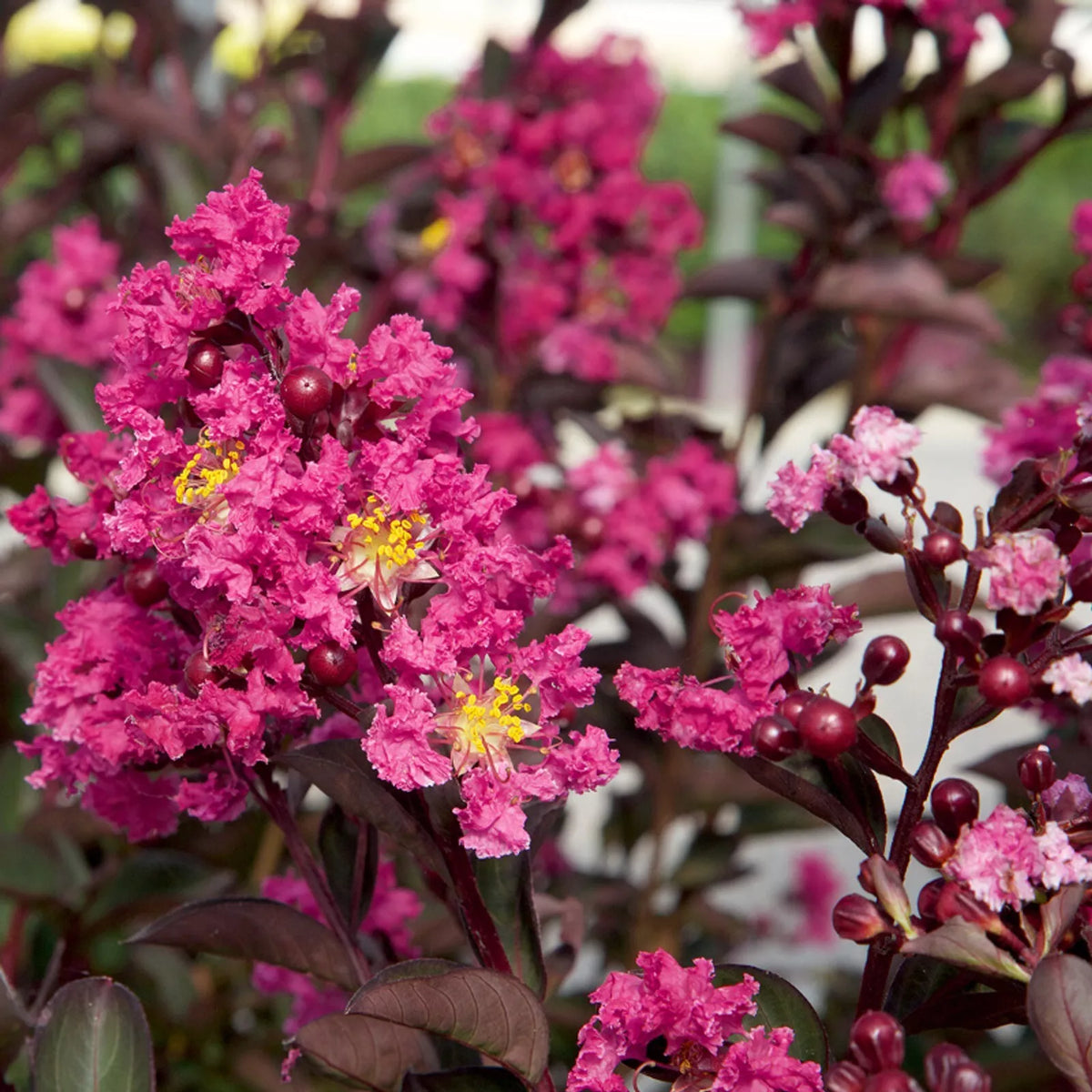 Pink Fusion Cape Myrtle Seeds - Lagerstroemia indica Perennial Flower Seeds for Gardens & Landscaping