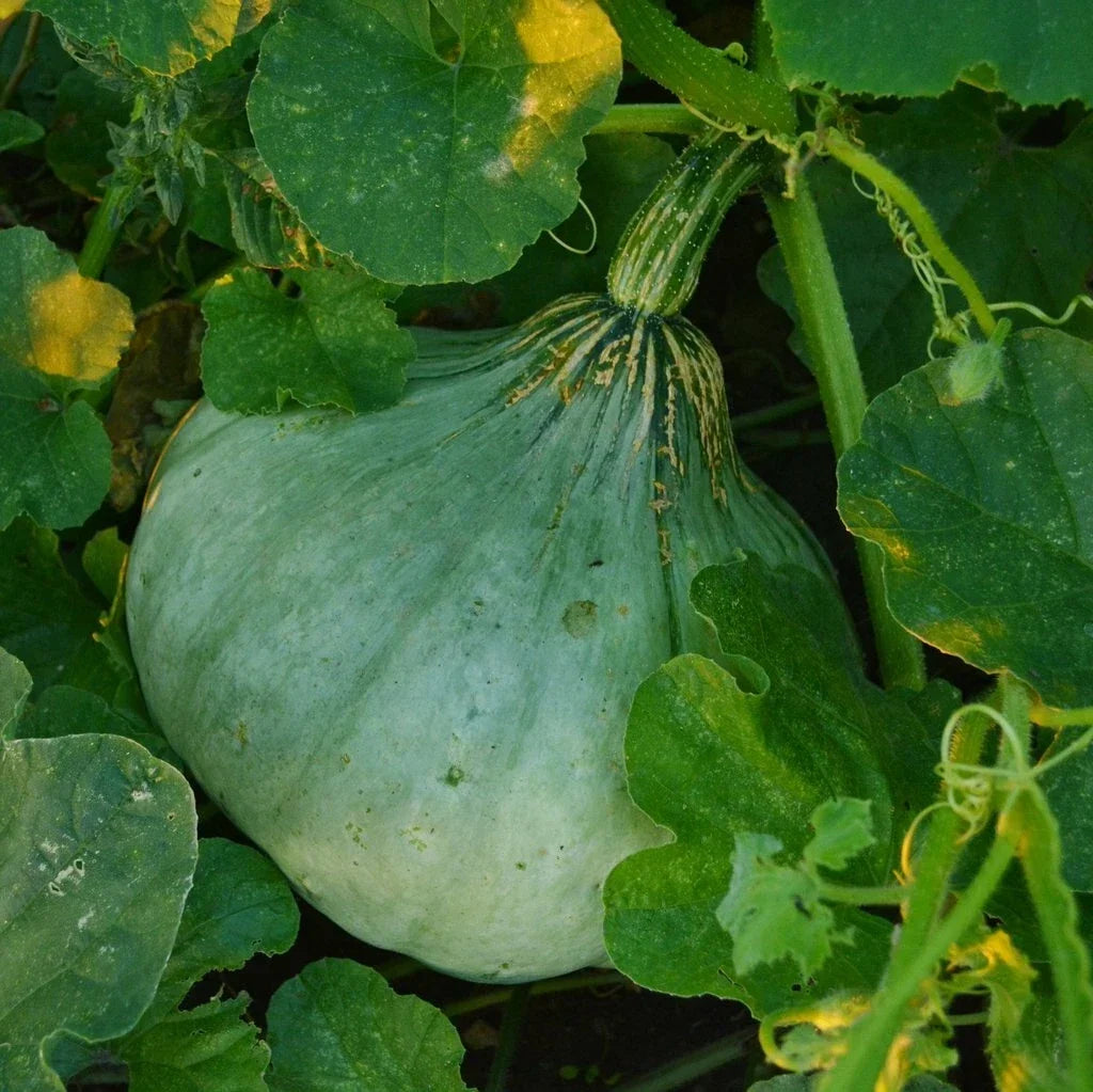 Sweet Meat Winter Squash Seeds - NON-GMO, Pumpkin Pie Variety, Cucurbita maxima, Heirloom Seeds for Garden Planting