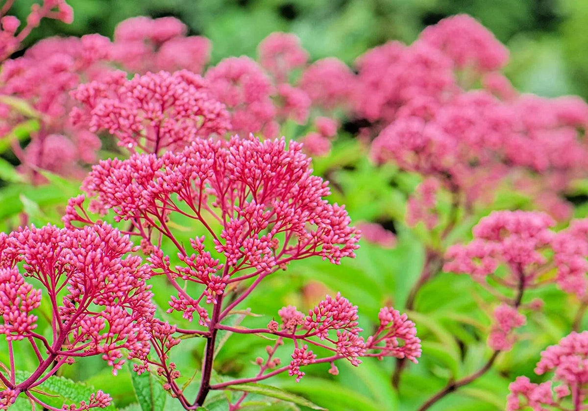 Thoroughwort Herb Seeds 1,000 Count - Eupatorium perfoliatum Native Wildflower