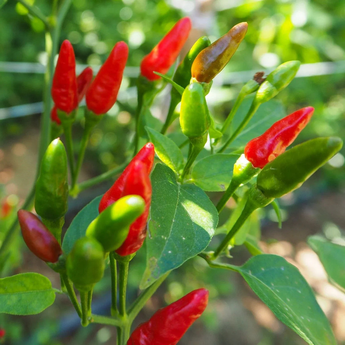 Birdseye Chili Pepper Seeds – 50+ Capsicum frutescens Hot Seeds for Spicy Garden, Container Gardening