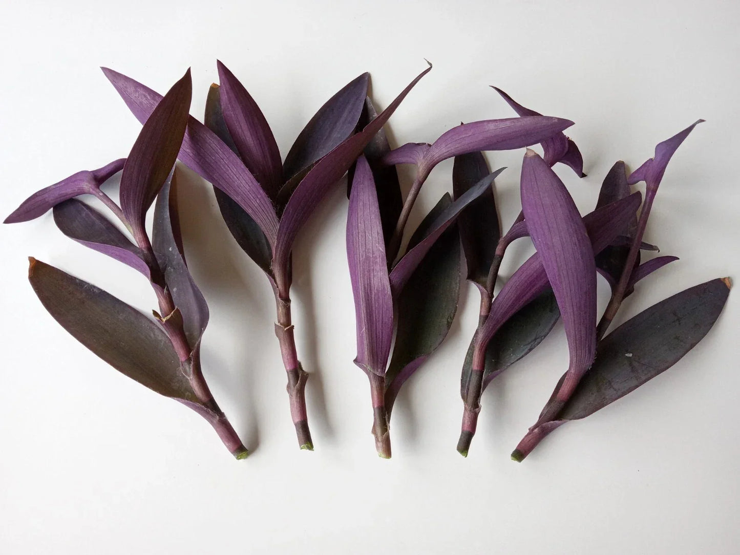 Large Purple Heart Tradescantia Pallida Cuttings – 5 Live Perennial Plant Clippings for Garden, Container, or Ground Cover