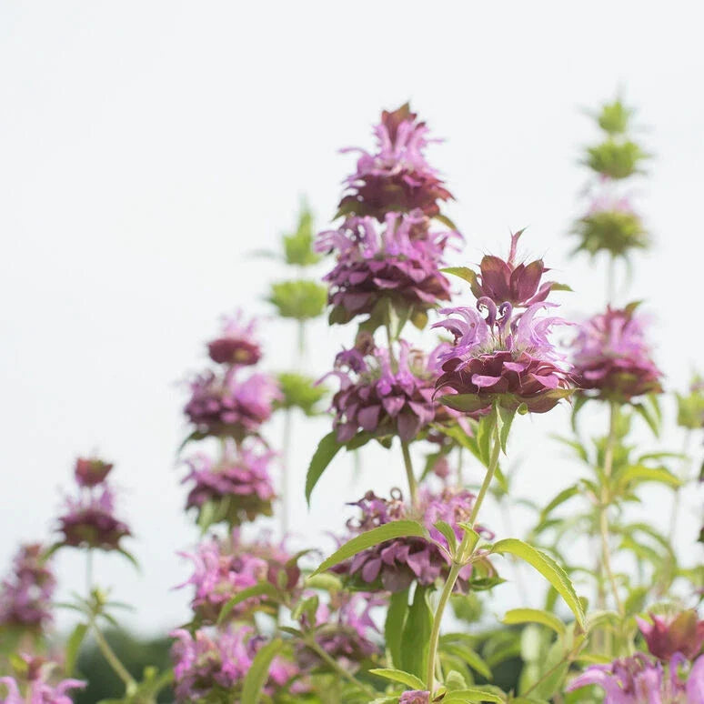 Lemon Mint Seeds - 1000 Non-GMO Culinary Herb Seeds - Mentha × piperita 'Citrata' for Indoor & Outdoor Gardens