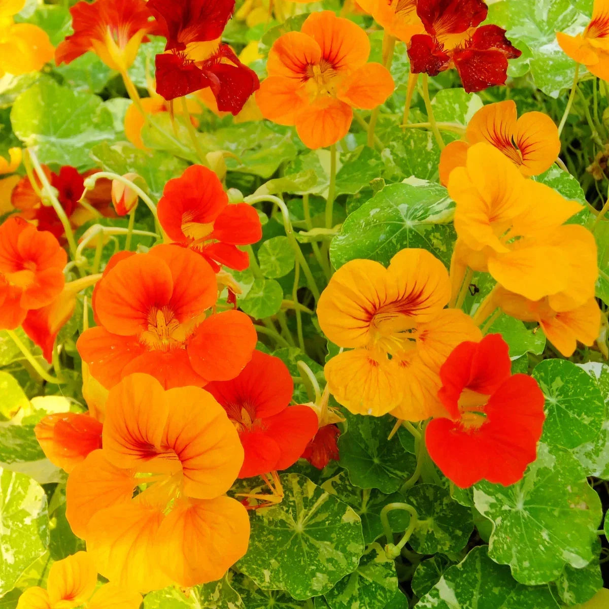Alaska Nasturtium Seeds Pack of 100 – Vibrant Colors, Indian Cress, Monk's Cress, Tropaeolum majus, Edible Flowers & Leaves